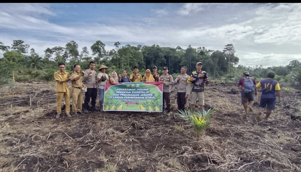 Kades Datar Lebar Mulai Laksanakan Penanaman Jagung Serentak Kuartal III